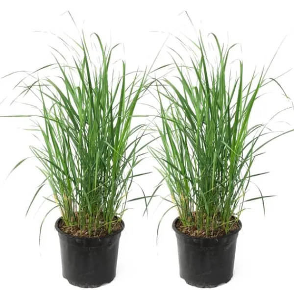New Rörgräs - Set om 2 - Calamagrostis 'Karl Foerster' - Höjd 40-60cm - ⌀23cm Krukväxter Inomhus