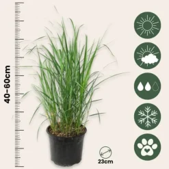 New Rörgräs - Set om 2 - Calamagrostis 'Karl Foerster' - Höjd 40-60cm - ⌀23cm Krukväxter Inomhus