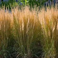 New Rörgräs - Set om 2 - Calamagrostis 'Karl Foerster' - Höjd 40-60cm - ⌀23cm Krukväxter Inomhus