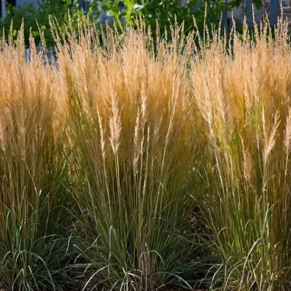 New Rörgräs - Set om 2 - Calamagrostis 'Karl Foerster' - Höjd 40-60cm - ⌀23cm Krukväxter Inomhus