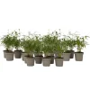 New Rufa-bambu - Set om 18 - Fargesia scabrida 'Asian Wonder' - Höjd 25-40cm - ⌀13cm Buskar