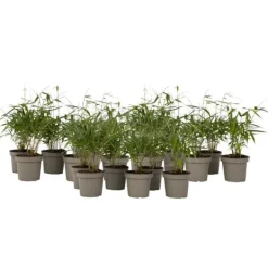 New Rufa-bambu - Set om 18 - Fargesia scabrida 'Asian Wonder' - Höjd 25-40cm - ⌀13cm Buskar