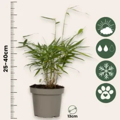 New Rufa-bambu - Set om 18 - Fargesia scabrida 'Asian Wonder' - Höjd 25-40cm - ⌀13cm Buskar