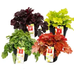 Rustik marktäckare - Heuchera mix - Indiska sommaren - 4 stora plantor - lila klockor