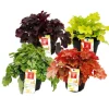 Outlet Rustik marktäckare - Heuchera mix - Indiska sommaren - 8 stora plantor - lila klockor Trädgårdsväxter