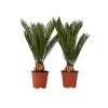 Hot Sago palm - Set om 2 - Cycas revoluta - Höjd 45-60cm - ⌀15cm Krukväxter Inomhus