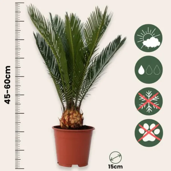 Hot Sago palm - Set om 2 - Cycas revoluta - Höjd 45-60cm - ⌀15cm Krukväxter Inomhus