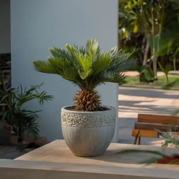 Hot Sago palm - Set om 2 - Cycas revoluta - Höjd 45-60cm - ⌀15cm Krukväxter Inomhus