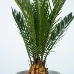 Hot Sago palm - Set om 2 - Cycas revoluta - Höjd 45-60cm - ⌀15cm Krukväxter Inomhus