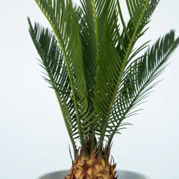 Hot Sago palm - Set om 2 - Cycas revoluta - Höjd 45-60cm - ⌀15cm Krukväxter Inomhus