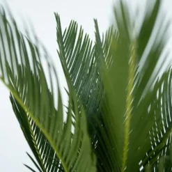 Hot Sago palm - Set om 2 - Cycas revoluta - Höjd 45-60cm - ⌀15cm Krukväxter Inomhus