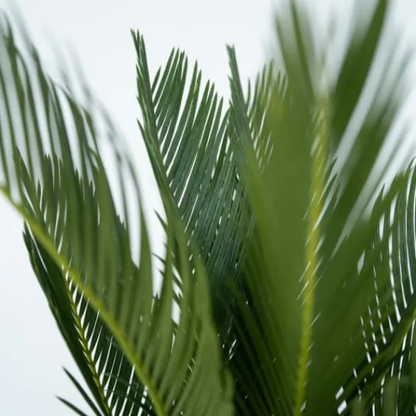 Hot Sago palm - Set om 2 - Cycas revoluta - Höjd 45-60cm - ⌀15cm Krukväxter Inomhus