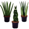 Sansevieria cylindrica - Elegant uppsättning av 3 i en kruka på 9 cm - hampasnöre, vacker modersmål