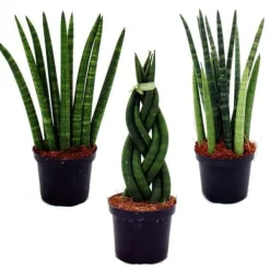 Sansevieria cylindrica - Elegant uppsättning av 3 i en kruka på 9 cm - hampasnöre, vacker modersmål