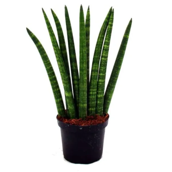 Sansevieria cylindrica - Elegant uppsättning av 3 i en kruka på 9 cm - hampasnöre, vacker modersmål