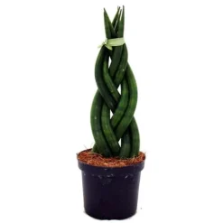 Sansevieria cylindrica - Elegant uppsättning av 3 i en kruka på 9 cm - hampasnöre, vacker modersmål