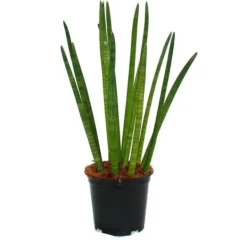Sale Sansevieria cylindrica - Solitaire - Enstaka växt - kruka 19cm Krukväxter Inomhus