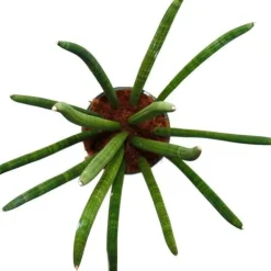 Sale Sansevieria cylindrica - Solitaire - Enstaka växt - kruka 19cm Krukväxter Inomhus