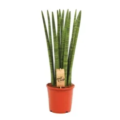 Sale Sansevieria cylindrica - Solitaire - Enstaka växt - kruka 19cm Krukväxter Inomhus