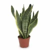 Sansevieria Futura Superba - 40 cm Krukväxt Ø14 cm