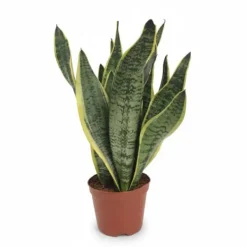 Sansevieria Futura Superba - 40 cm Krukväxt Ø14 cm