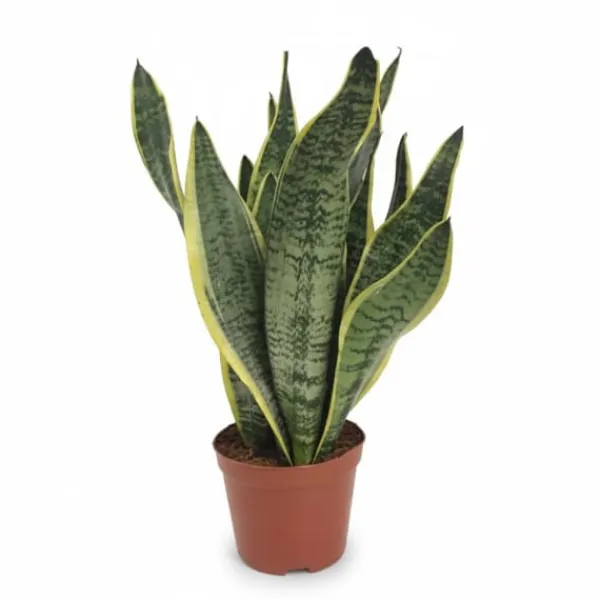 Sansevieria Futura Superba - 40 cm Krukväxt Ø14 cm