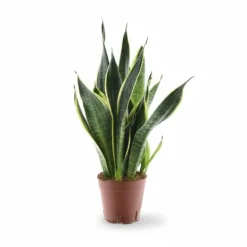 Discount Sansevieria Futura Superba - Robust Inomhusväxt Ø14 cm, Höjd ca 45 cm Krukväxter Inomhus