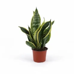 Outlet Sansevieria Futura Superba - Stilren Inomhusväxt Ø12cm, Höjd ca 35cm Krukväxter Inomhus