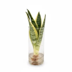 Sansevieria i cylinderformad glasvas Ø12 cm, Höjd ca 30 cm