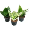 Sansevieria trifaciata hahnii - 3 olika växter i 5,5 cm kruka - Bågplanta, svärmorstunga