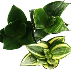 Sansevieria trifaciata hahnii - 3 olika växter i 5,5 cm kruka - Bågplanta, svärmorstunga