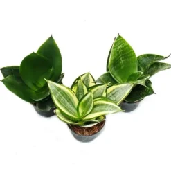 Sansevieria trifaciata hahnii - 3 olika växter i 5,5 cm kruka - Bågplanta, svärmorstunga