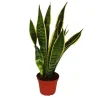 Outlet Sansevieria trifasciata - Bol chanvre 12 cm kruka Krukväxter Inomhus