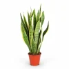 Sansevieria Trifasciata - Ormbunke i Kruka Ø14 cm, Höjd ca 50 cm