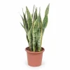 Hot Sansevieria Trifasciata - Kruka Ø25 cm - Höjd ca 85 cm Krukväxter Inomhus