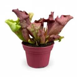 Discount Sarracenia Köttätande Växt i Kruka Ø12 cm, Höjd ca 20 cm Krukväxter Inomhus