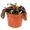 Clearance Sarracénie med röda blad - Népenthes - 9cm Krukväxter Inomhus