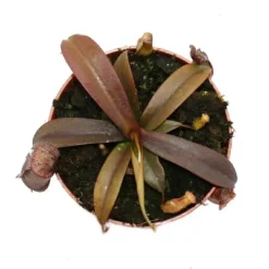 Clearance Sarracénie med röda blad - Népenthes - 9cm Krukväxter Inomhus
