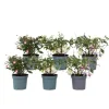 Scharlakansfuchsia - Set om 6 - Fuchsia magellanica - Höjd 10-20cm - ⌀9cm Blommor