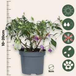Scharlakansfuchsia - Set om 6 - Fuchsia magellanica - Höjd 10-20cm - ⌀9cm Blommor