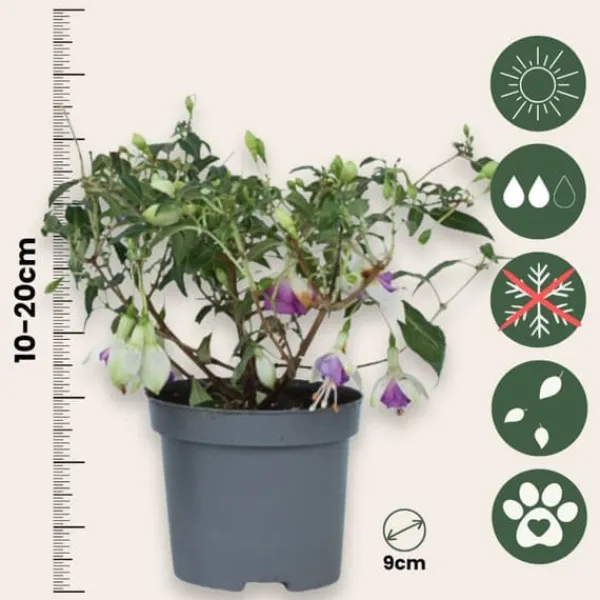 Scharlakansfuchsia - Set om 6 - Fuchsia magellanica - Höjd 10-20cm - ⌀9cm Blommor