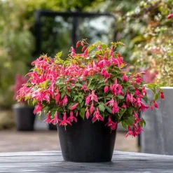 Scharlakansfuchsia - Set om 6 - Fuchsia magellanica - Höjd 10-20cm - ⌀9cm Blommor