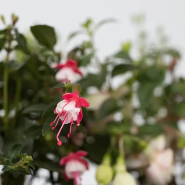 Scharlakansfuchsia - Set om 6 - Fuchsia magellanica - Höjd 10-20cm - ⌀9cm Blommor