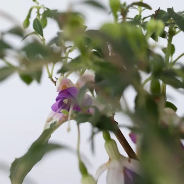 Scharlakansfuchsia - Set om 6 - Fuchsia magellanica - Höjd 10-20cm - ⌀9cm Blommor