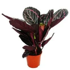 Discount Schattenväxt med utsökt bladmönster - Calathea Dottie - 12cm kruka - ca. 25-30cm hög Krukväxter Inomhus