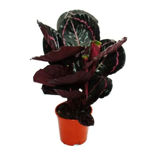 Discount Schattenväxt med utsökt bladmönster - Calathea Dottie - 12cm kruka - ca. 25-30cm hög Krukväxter Inomhus
