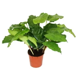 Sale Schattenväxt med utstickande bladmönster Calathea musaica "Network" 14 cm kruka ca. 40 cm hög Krukväxter Inomhus