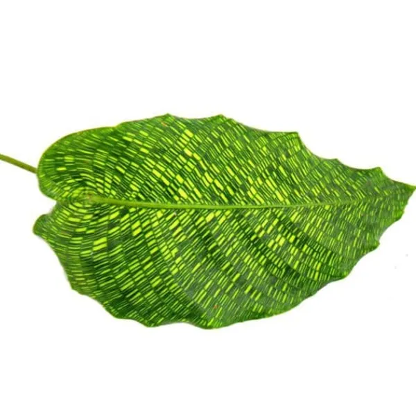 Sale Schattenväxt med utstickande bladmönster Calathea musaica "Network" 14 cm kruka ca. 40 cm hög Krukväxter Inomhus