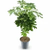 Clearance Schefflera Compacta Krukväxt - Ø21 cm - 75 cm Hög Krukväxter Inomhus