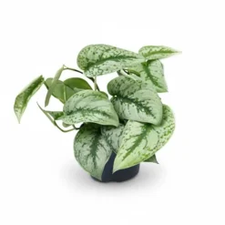 Clearance Scindapsus Pictus Trebie - Krukväxt Ø15 cm, Höjd ca 25 cm, Kruka Ø12 cm Krukväxter Inomhus